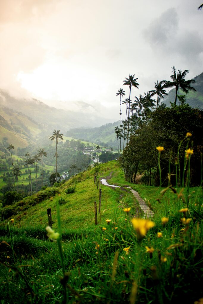 Breathtaking view of Cocora Valley with iconic wax palms at sunrise, Quindío, Colombia.